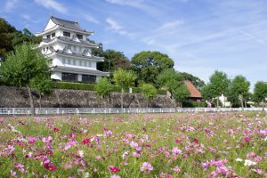 城山公園、コスモス・旭城、10月秋の花、愛知県尾張旭市の観光・撮影スポットの画像と写真