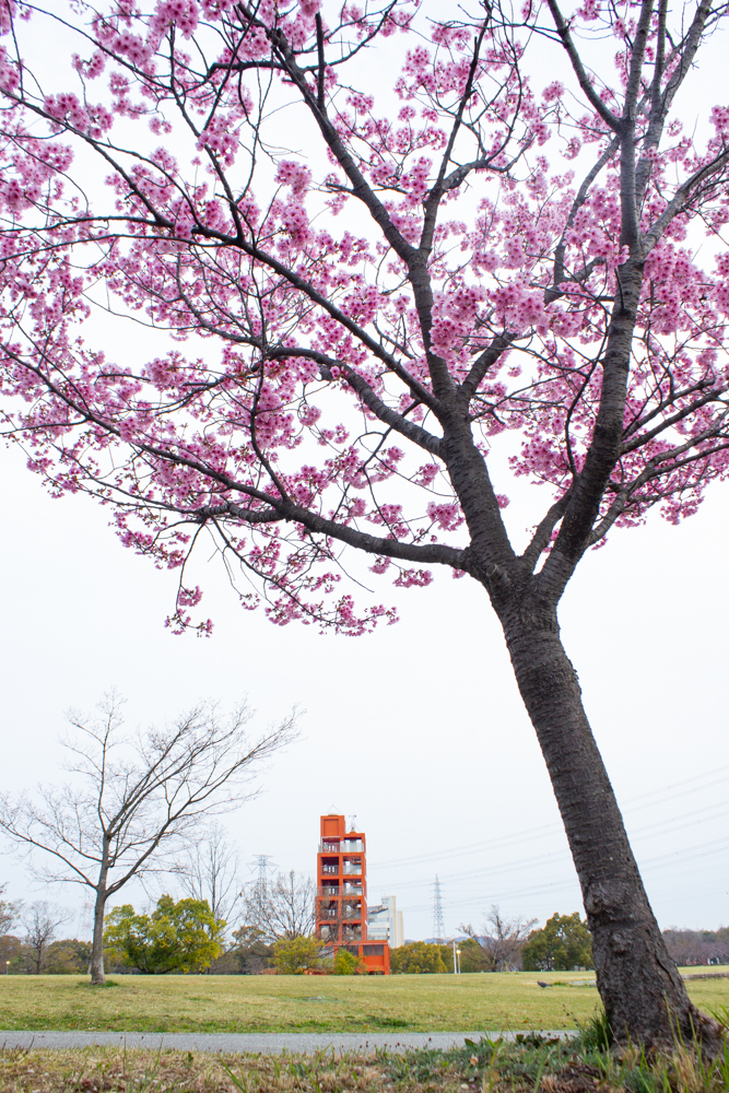 落合公園、河津桜、3月の春の花、愛知県春日井市の観光・撮影スポットの画像と写真
