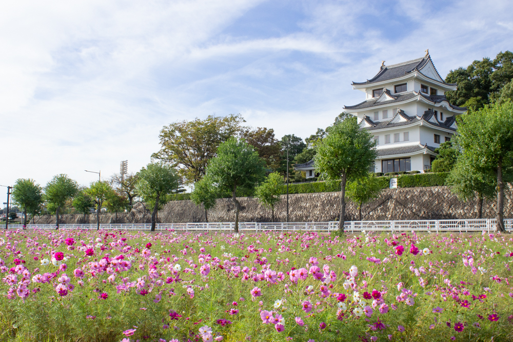城山公園、コスモス・旭城、10月秋の花、愛知県尾張旭市の観光・撮影スポットの画像と写真