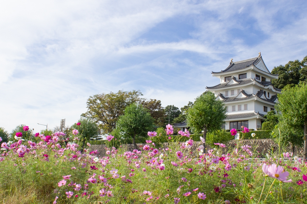城山公園、コスモス・旭城、10月秋の花、愛知県尾張旭市の観光・撮影スポットの画像と写真