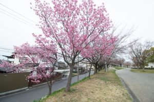 落合公園、河津桜、3月の春の花、愛知県春日井市の観光・撮影スポットの画像と写真