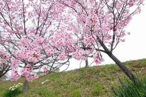 落合公園、河津桜、3月の春の花、愛知県春日井市の観光・撮影スポットの画像と写真