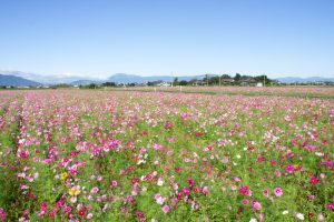 いちのえだ田園フラワー フェスタ、コスモス畑、10月の秋の花、岐阜県羽島市の観光・撮影スポットの画像と写真　