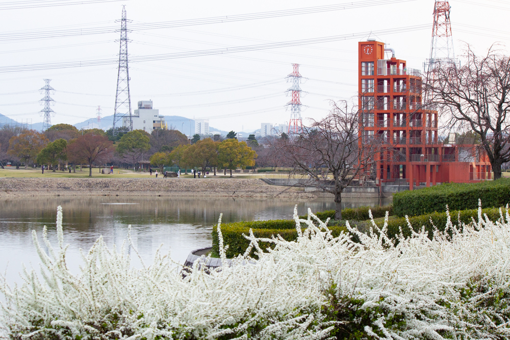 落合公園、水の塔・ユキヤナギ、3月の春の花、愛知県春日井市の観光・撮影スポットの画像と写真