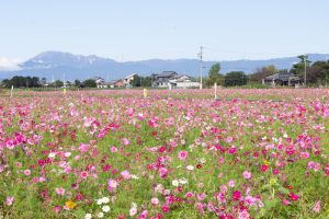 いちのえだ田園フラワー フェスタ、コスモス畑、10月の秋の花、岐阜県羽島市の観光・撮影スポットの画像と写真