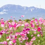 いちのえだ田園フラワー フェスタ、コスモス畑、10月の秋の花、岐阜県羽島市の観光・撮影スポットの画像と写真