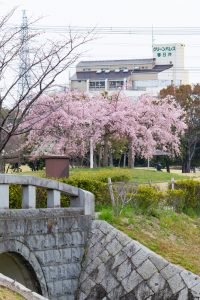 落合公園、河津桜、3月の春の花、愛知県春日井市の観光・撮影スポットの画像と写真