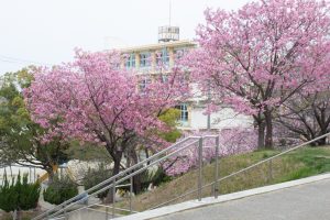 落合公園、河津桜、3月の春の花、愛知県春日井市の観光・撮影落合公園、河津桜、3月の春の花、愛知県春日井市の観光・撮影スポットの画像と写真