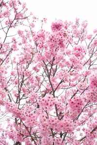 落合公園、河津桜、3月の春の花、愛知県春日井市の観光・撮影スポットの画像と写真