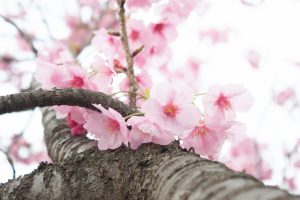 落合公園、河津桜、3月の春の花、愛知県春日井市の観光・撮影スポットの画像と写真