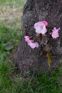 落合公園、河津桜、3月の春の花、愛知県春日井市の観光・撮影スポットの画像と写真