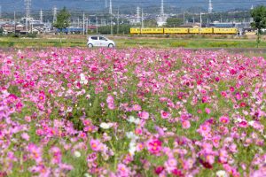 東員町コスモス畑、三岐鉄道、東員町総合文化センター、藤原岳、10月の秋の花、三重県員弁郡の観光・撮影ス東員町コスモス畑、三岐鉄道、東員町総合文化センター、藤原岳、10月の秋の花、三重県員弁郡の観光・撮影スポットの画像と写真