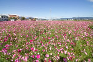 東員町コスモス畑、三岐鉄道、東員町総合文化センター、藤原岳、10月の秋の花、三重県員弁郡の観光・撮影スポットの画像と写真