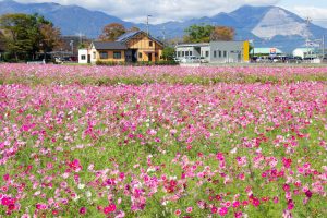 東員町コスモス畑、三岐鉄道、東員町総合文化センター、藤原岳、10月の秋の花、三重県員弁郡の観光・撮影スポットの画像と写真