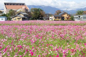 東員町コスモス畑、三岐鉄道、東員町総合文化センター、藤原岳、10月の秋の花、三重県員弁郡の観光・撮影スポットの画像と写真