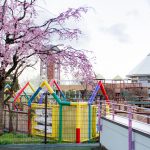 戸田川緑地、桜。三月の春の花、名古屋市港区の観光・撮影スポットの画像と写真