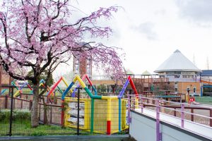 戸田川緑地、桜。三月の春の花、名古屋市港区の観光・撮影スポットの画像と写真