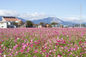 東員町コスモス畑、三岐鉄道、東員町総合文化センター、藤原岳、10月の秋の花、三重県員弁郡の観光・撮影スポットの画像と写真