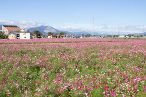 東員町コスモス畑、三岐鉄道、東員町総合文化センター、藤原岳、10月の秋の花、三重県員弁郡の観光・撮影スポットの画像と写真