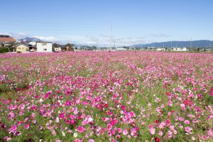 東員町コスモス畑、三岐鉄道、東員町総合文化センター、藤原岳、10月の秋の花、三重県員弁郡の観光・撮影スポットの画像と写真