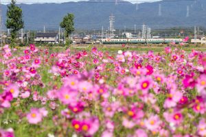 東員町コスモス畑、三岐鉄道、東員町総合文化センター、藤原岳、10月の秋の花、三重県員弁郡の観光・撮影スポットの画像と写真