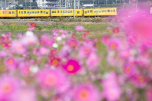 東員町コスモス畑、三岐鉄道、東員町総合文化センター、藤原岳、10月の秋の花、三重県員弁郡の観光・撮影スポットの画像と写真