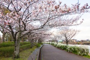 戸田川緑地、桜。三月の春の花、名古屋市港区の観光・撮影スポットの画像と写真
