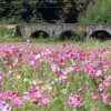 いなべ市コスモス畑、眼鏡橋、10月の秋の花、愛知県江南市の観光・撮影スポットの画像と写真