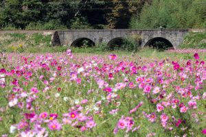 いなべ市コスモス畑、眼鏡橋、10月の秋の花、愛知県江南市の観光・撮影スポットの画像と写真