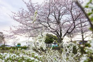 戸田川緑地、桜。三月の春の花、名古屋市港区の観光・撮影スポ戸田川緑地、桜。三月の春の花、名古屋市港区の観光・撮影スポットの画像と写真