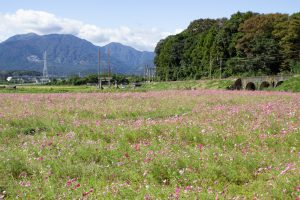 いなべ市コスモス畑、眼鏡橋、10月の秋の花、愛知県江南市の観光・撮影スポットの画像と写真
