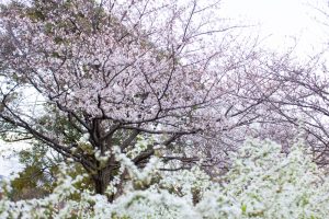 戸田川緑戸田川緑地、桜。三月の春の花、名古屋市港区の観光・撮影スポットの画像と写真
