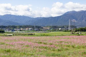 いなべ市コスモス畑、眼鏡橋、10月の秋の花、愛知県江南市の観光・撮影スポットの画像と写真