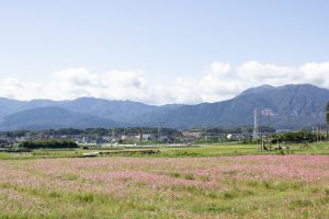 いなべ市コスモス畑、眼鏡橋、10月の秋の花、愛知県江南市の観光・撮影スポットの画像と写真