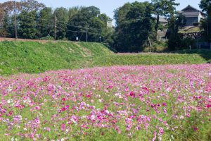 いなべ市コスモス畑、眼鏡橋、10月の秋の花、愛知県江南市の観光・撮影スポットの画像と写真