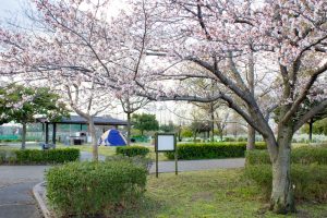 戸田川戸田川緑地、桜。三月の春の花、名古屋市港区の観光・撮影スポットの画像と写真