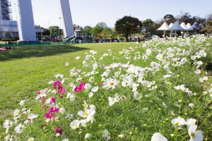 138タワーパーク、コスモス、ツインアーチ138、10月の秋の花、愛知県一宮市の観光・撮影スポットの画像と写真