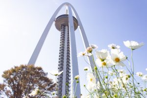 138タワーパーク、コスモス、ツインアーチ138、10月の秋の花、愛知県一宮市の観光・撮影スポットの画像と写真