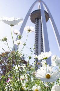 138タワーパーク、コスモス、ツインアーチ138、10月の秋の花、愛知県一宮市の観光・撮影スポットの画像と写真