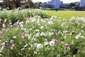 138タワーパーク、コスモス、ツインアーチ138、10月の秋の花、愛知県一宮市の観光・撮影スポットの画像と写真