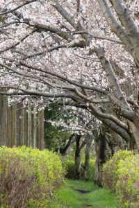 戸田川緑地、桜。三月の春の花、名古屋市港区の観光・撮影スポットの画像と写真