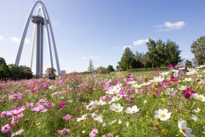 138タワーパーク、コスモス、ツインアーチ138、10月の秋の花、愛知県一宮市の観光・撮影スポットの画像と写真