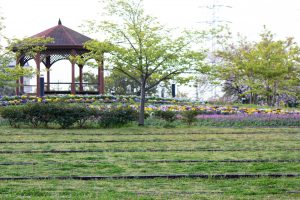 戸田川緑地、桜。三月の春の花、名古屋市港区の観光・撮影スポットの画像と写真