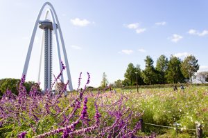 138タワーパーク、コスモス、ツインアーチ138、10月の秋の花、愛知県一宮市の観光・撮影スポットの画像と写真
