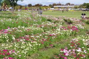フラワーパーク江南、コスモス、10月の秋の花、愛知県江南市の観光・撮影スポットの画像と写真
