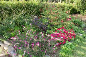 フラワーパーク江南、10月の秋の花、愛知県江南市の観光・撮影スポットの画像と写真