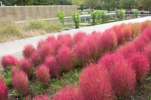 フラワーパーク江南、コキア、10月の秋の花、愛知県江南市の観光・撮影スポットの画像と写真