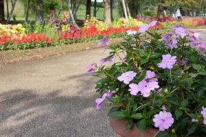 フラワーパーク江南、10月の秋の花、愛知県江南市の観光・撮影スポットの画像と写真