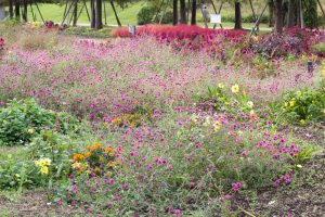フラワーパーク江南、10月の秋の花、愛知県江南市の観光・撮影スポットの画像と写真