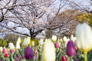 戸田川緑地、桜。三月の春の花、名古屋市港区の観光・撮影スポットの画像と写真